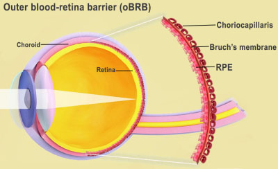 The outer blood-retina barrier is the interface of the retina and the choroid