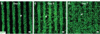 Growth of blood vessels across printed rows of an endothelial-pericyte-fibroblast cell mixture