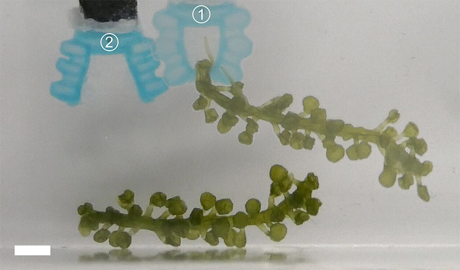 Two pieces of seaweed floating in water with two grippers shown