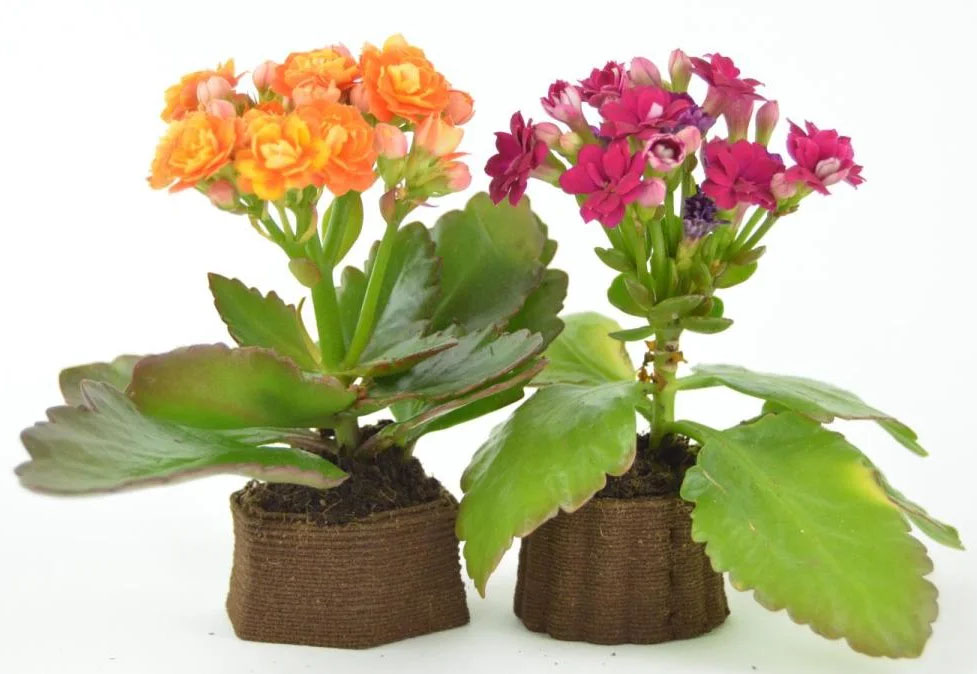 Flower planters 3D printed from used coffee grounds
