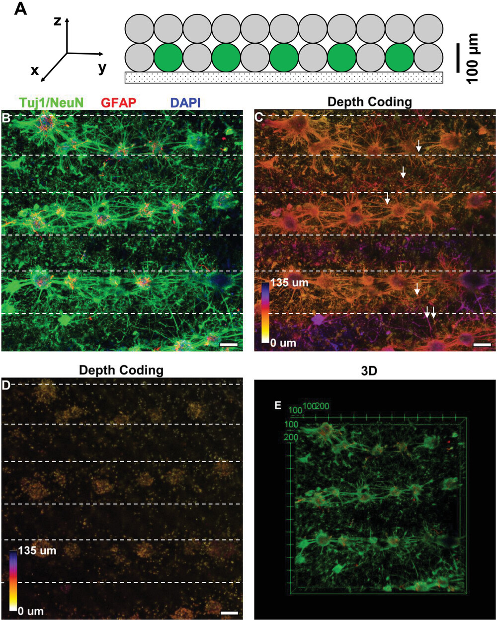 Bioprinted cortical neurons and astrocytes after in vitro culture at 7DIV