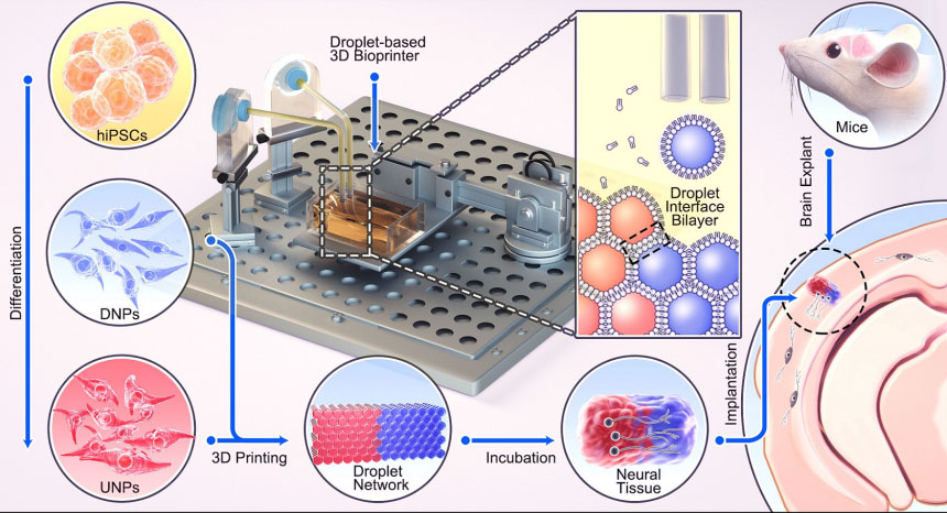 Diagram to illustrate how cultured cells were suspended in a ‘bioink’, loaded into a 3D printer, and printed to make a two layered 3D structure