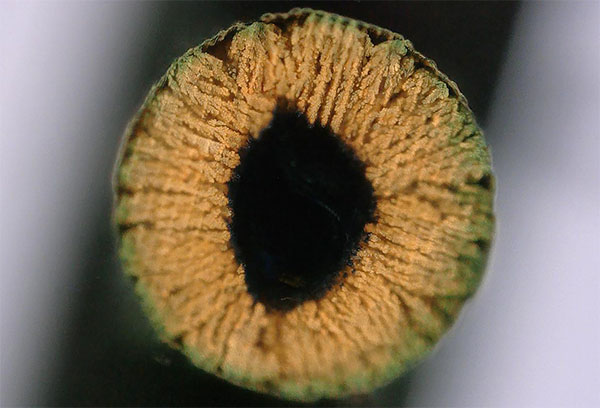 Cross-section of a copper-infused hydrogel