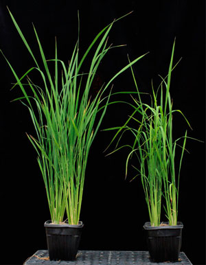 xax1 rice plant