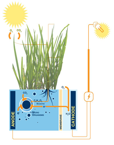 the Plant-Microbial Fuel Cell draws electricity from the soil while the plants continue to grow