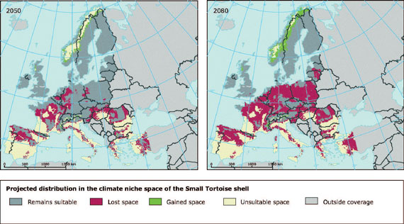 Projected changes in the climate niche space of the Small Tortoise shell