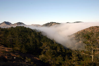 Fog rolls in through a valley on Santa Cruz Island, reaching a forest of Bishop pine trees