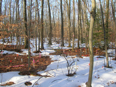 Harvard Forest Long-Term Ecological Research site