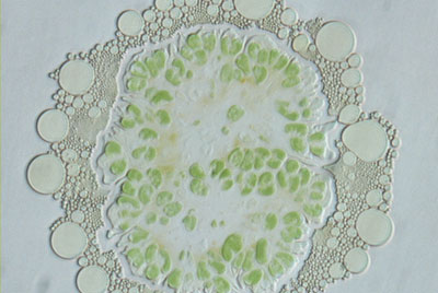 oil being squeezed from the algae species, Botryococcus Braunii