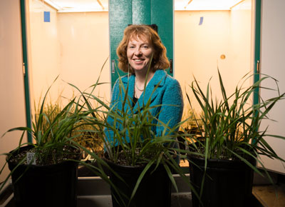 Carolyn Malmstrom, associate professor of plant biology