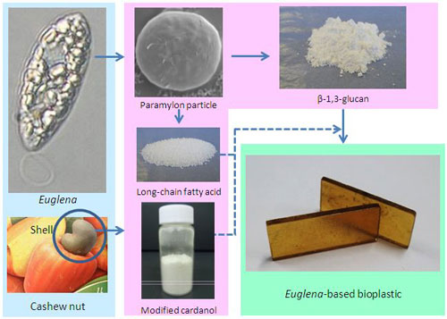 Production processes of microalga-based bioplastics from Euglena and cashew nut shells