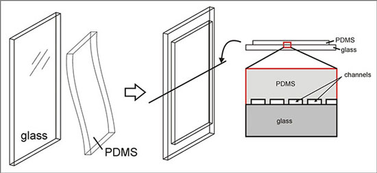 A specially fabricated sheet of silicone rubber (PDMS) creates a network of channels that function as an artificial circulatory system