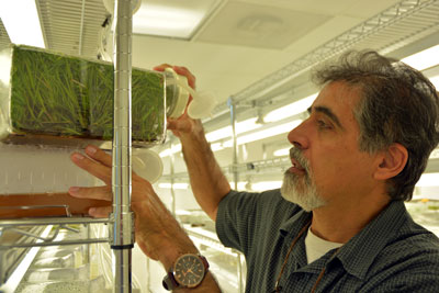 Dr. Jorge da Silva examines hundreds of micropropagated sugarcane plants in a bioreactor
