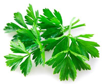 cilantro
