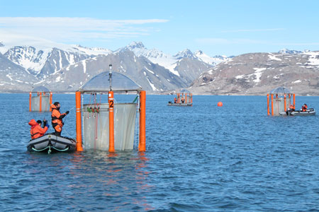 Scientists checking the mesocosms off the coast of Svalbard