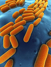 Bacillus subtili