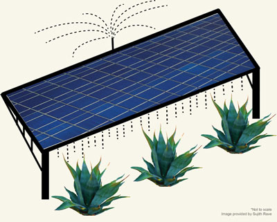 On a co-located solar farm, runoff from water used to clean photovoltaic panels would nourish agave or other biofuel crops