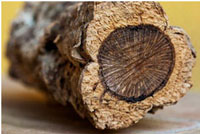 cork tree