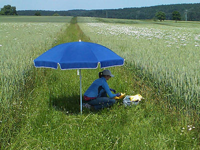 Earthworm sampling on a grass verge between fields in Southern Bavaria