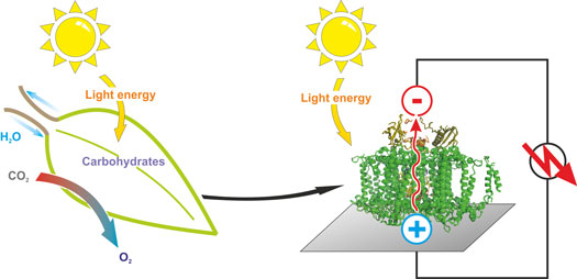 photosynthesis of leaves and photovoltaics