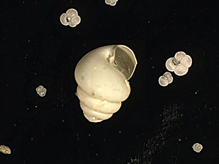 Foraminifers and pteropod