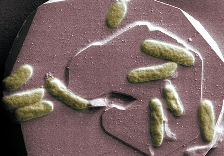 Shewanella oneidensis Bacteria