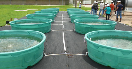 algae tanks