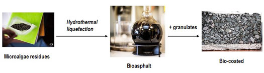 Process for the production of bioasphalt from microalgae