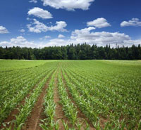 farm field