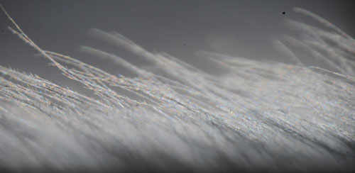 Close-up view of a flight feather of a Great Grey Owl