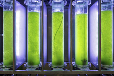 algae production