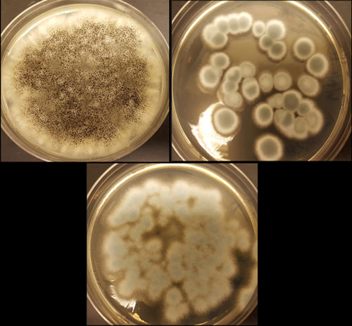 The fungi Aspergillus niger (top left), Penicillium simplicissimum (top right) and Penicillium chrysogenum (bottom)