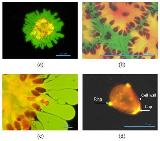 Fluorescent Images of Hydrocarbon and Polysaccharide Repartition on Bb Algae Colonies