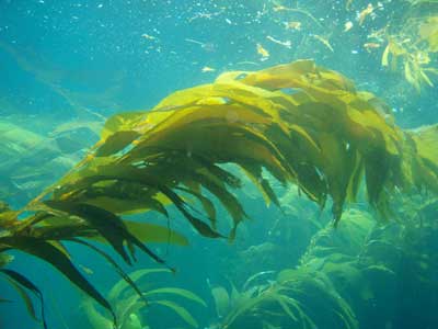 seaweed