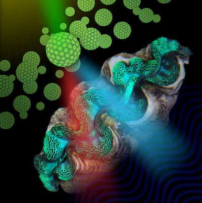 Irodycites, the 'sparkly' cells on the surface of clams