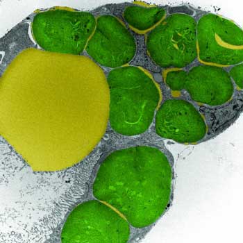 Inside Sea Slug Digestive System