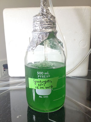 A flask of the cyanobacterium Synechocystis sp. PCC 6803
