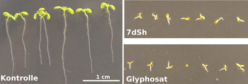 Arabidopsis thaliana seedlings after germination and 7-day growth