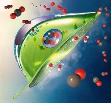 An artificial, bio-inspired leaf