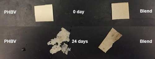 bioplastic degradation