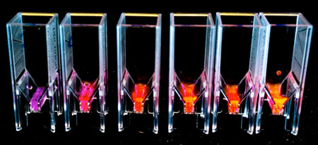 light-emitting microalgae