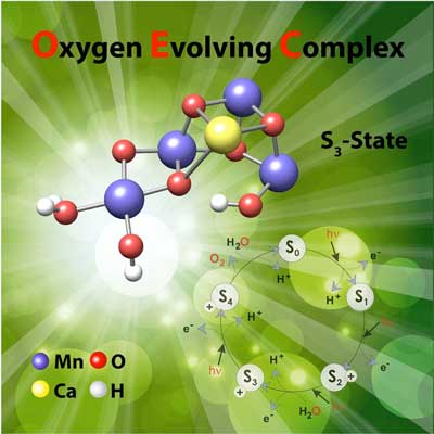 oxygen evolving complex