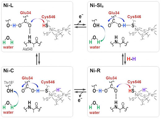 hydrogenase