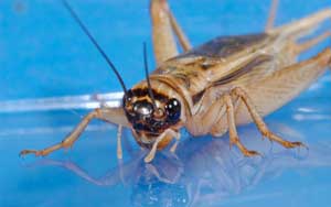 House Cricket