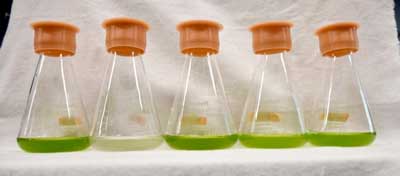 5 flasks with lab-grown algae