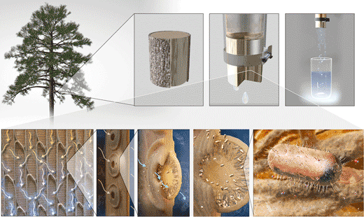 Xylem tissue in gymnosperm sapwood can be used for water filtration