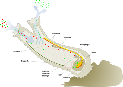 Diagram representing a full sized tunicate that highlights water circulation including bigger and smaller size particles