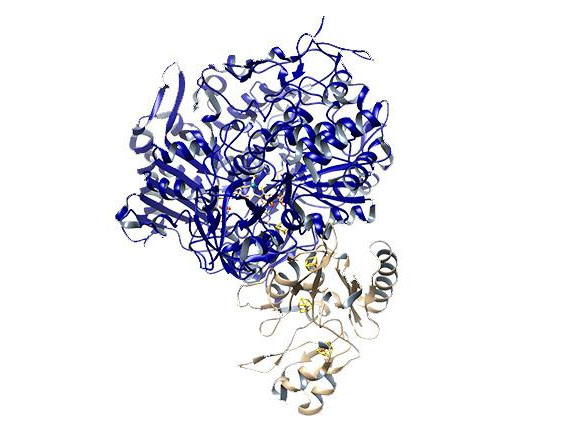 Computer-generated image of enzyme