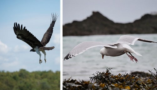 Hawk (left) and seagull (right); feathers lift up as the bird descends, creating a bionic flap in their wings