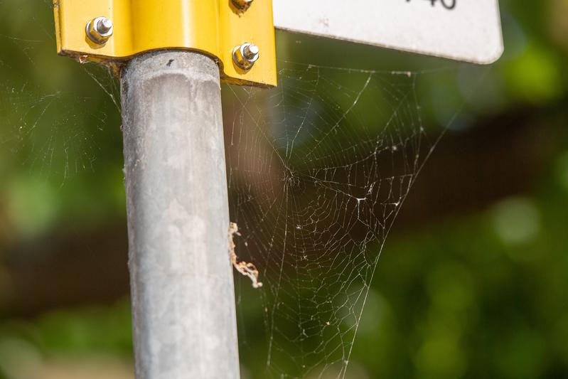 Microplastics accumulate in spider webs in cities